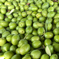 Aceitunas Crudas Verdes Carrasqueñas